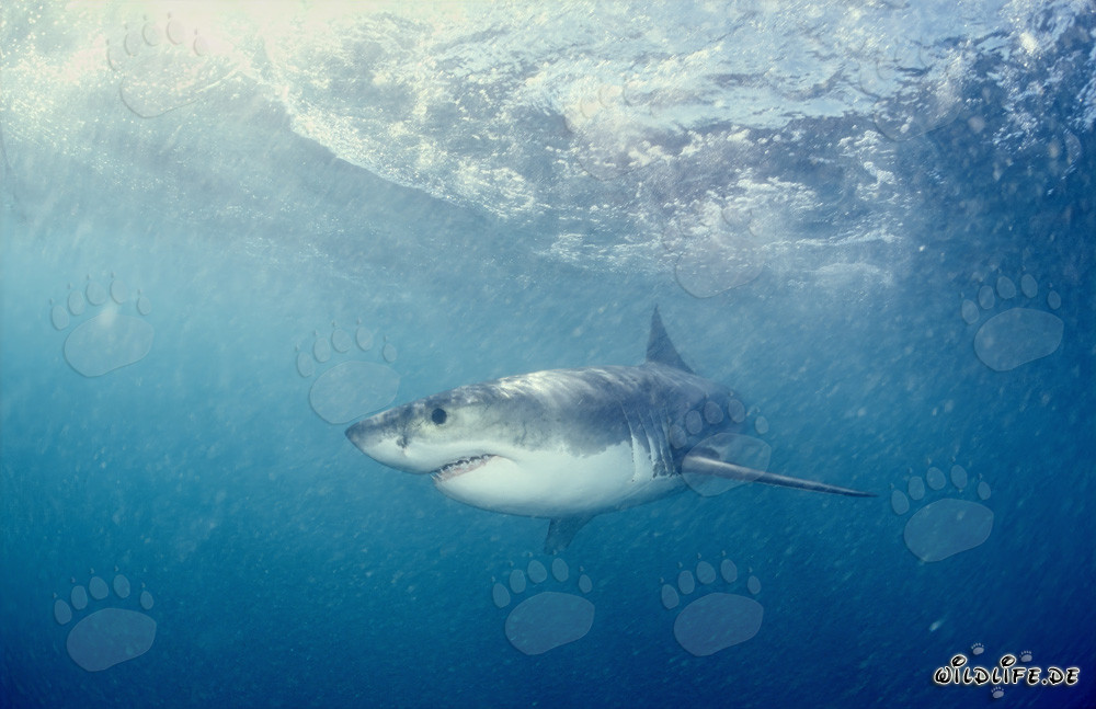 Der majestätische Große Weiße Hai und sein Ruf als gefürchteter Räuber der Meere