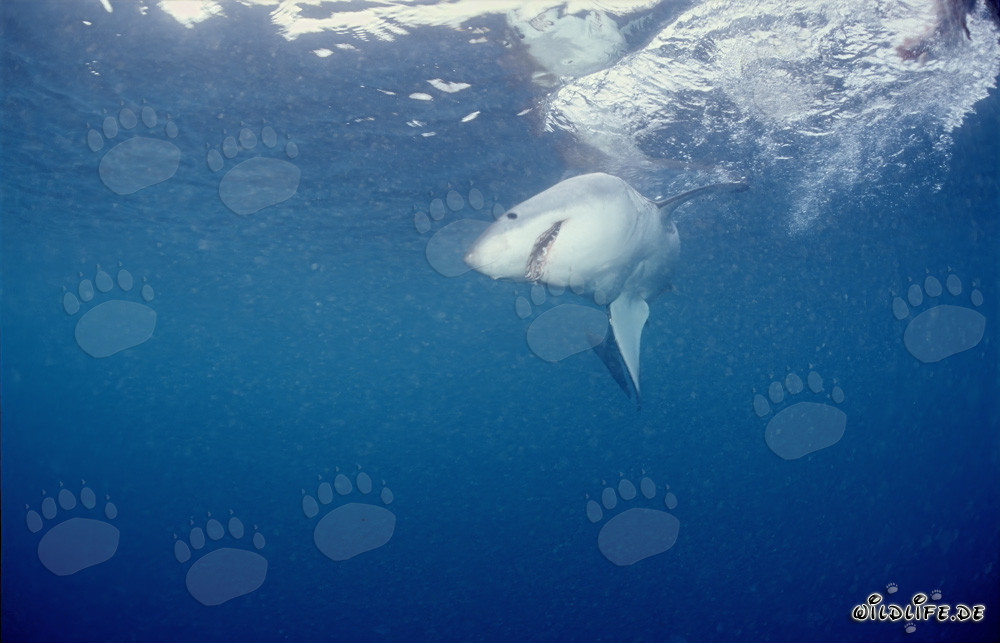 Great White Shark hunting for prey