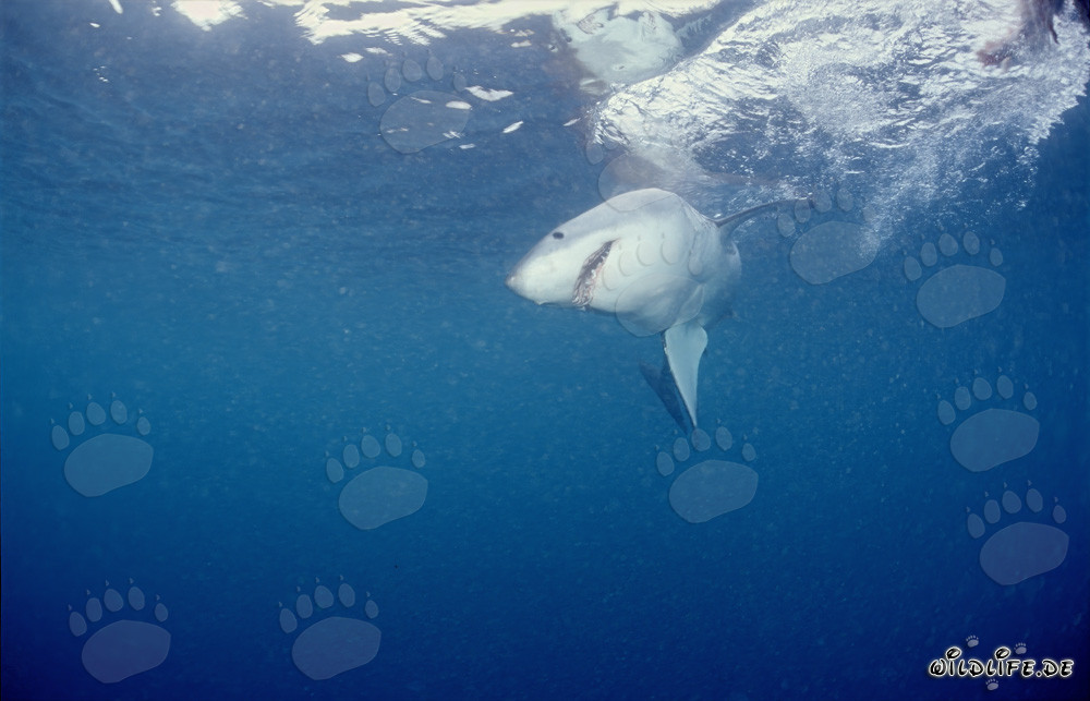 Requin blanc à la chasse aux proies