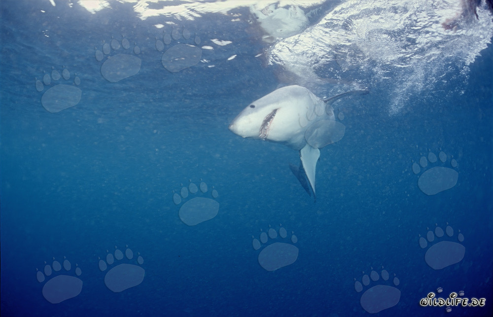 Squalo bianco alla caccia di prede