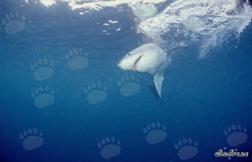 Tiburón blanco en busca de presas