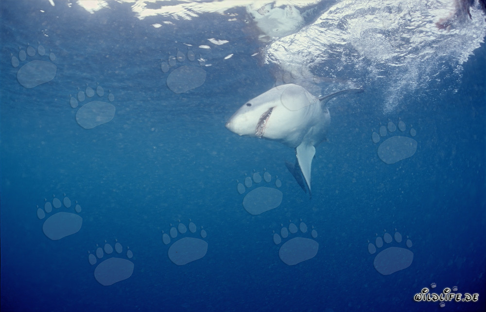 Weiße Hai auf der Jagd nach Beute