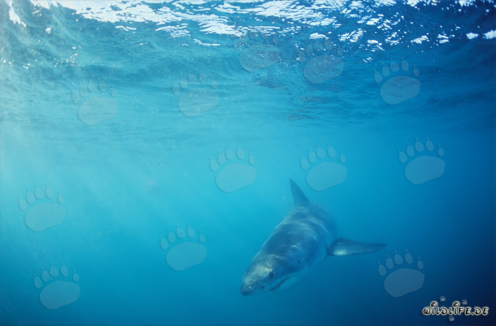 Baby Great White Shark searching for prey