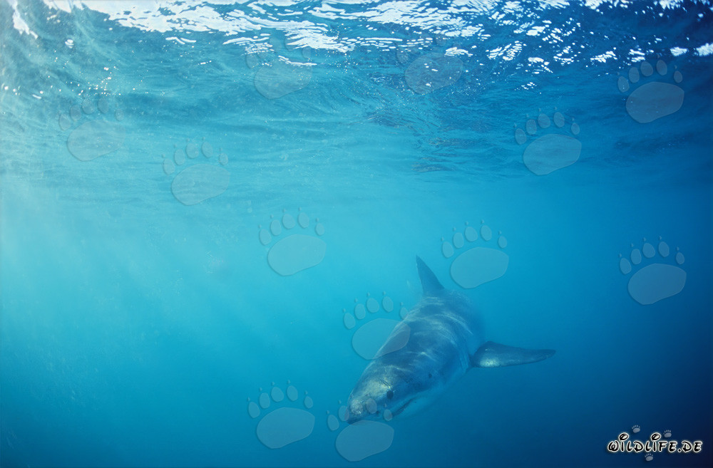 Jeune requin blanc à la recherche de nourriture