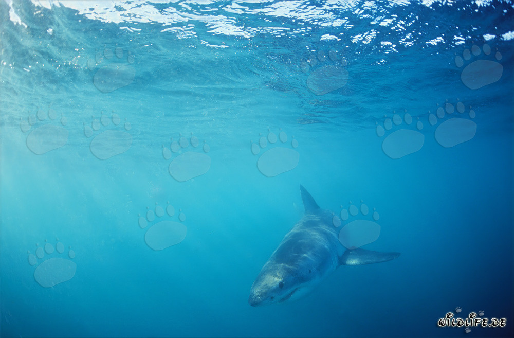 Cucciolo di squalo bianco alla ricerca di cibo