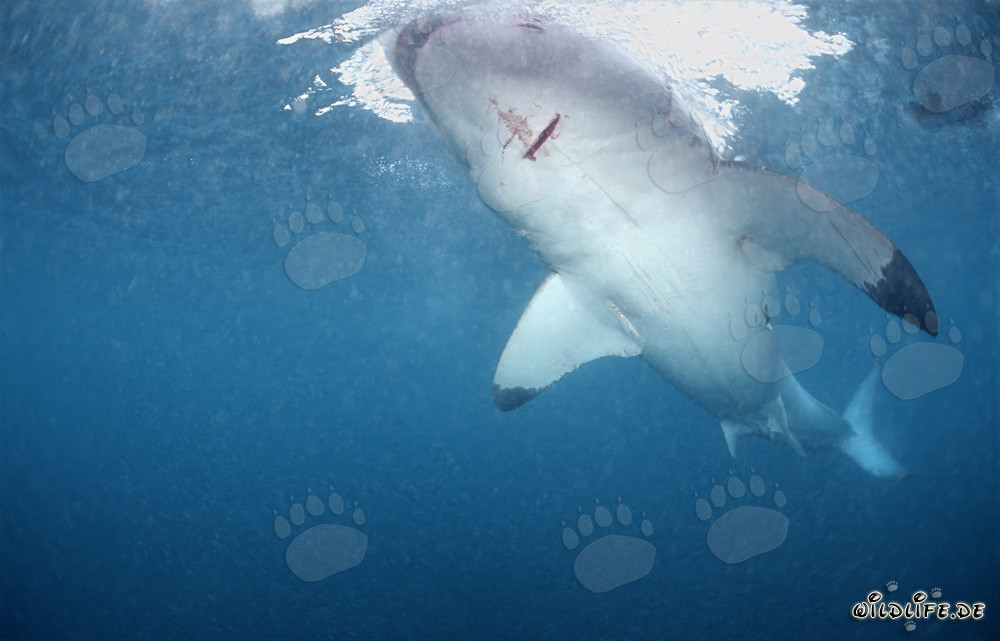 Fascinante Gran Tiburón Blanco frente a la costa de Sudáfrica