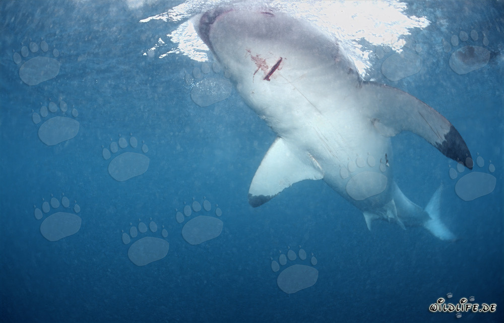 Grand requin blanc fascinant au large de la côte sud-africaine