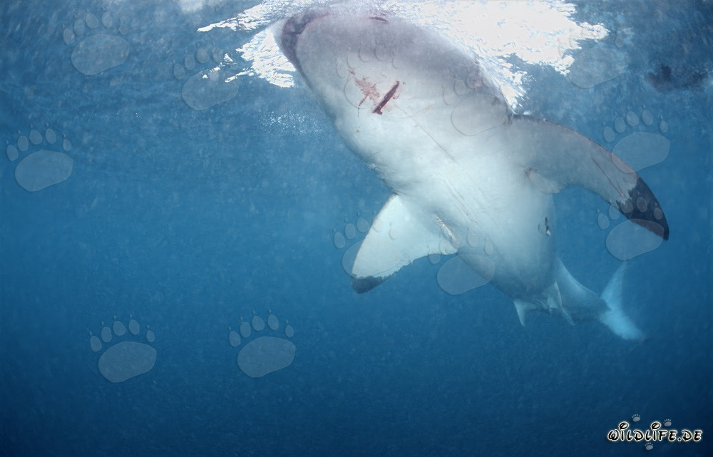 Fascinating Great White Shark off the coast of South Africa