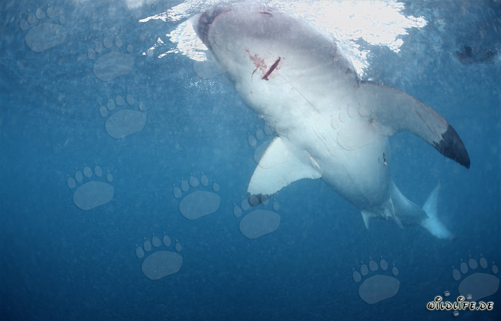 Faszinierender Großer Weißer Hai vor der Küste Südafrikas