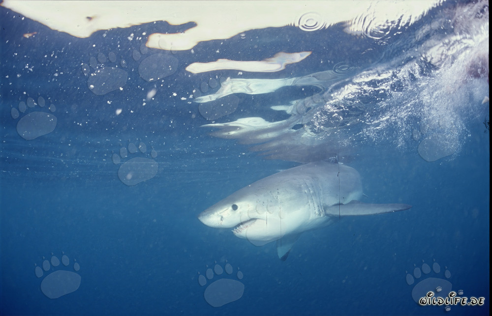 Baby Great White Shark in Sunlit Waters near Gansbaai