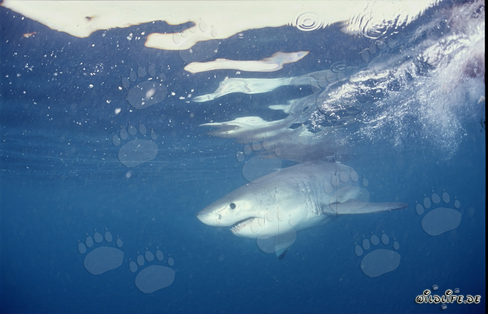 Bébé requin blanc dans l'eau lumineuse en face de Gansbaai