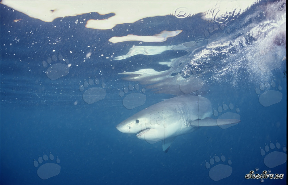 Bebè squalo bianco nell'acqua illuminata di fronte a Gansbaai