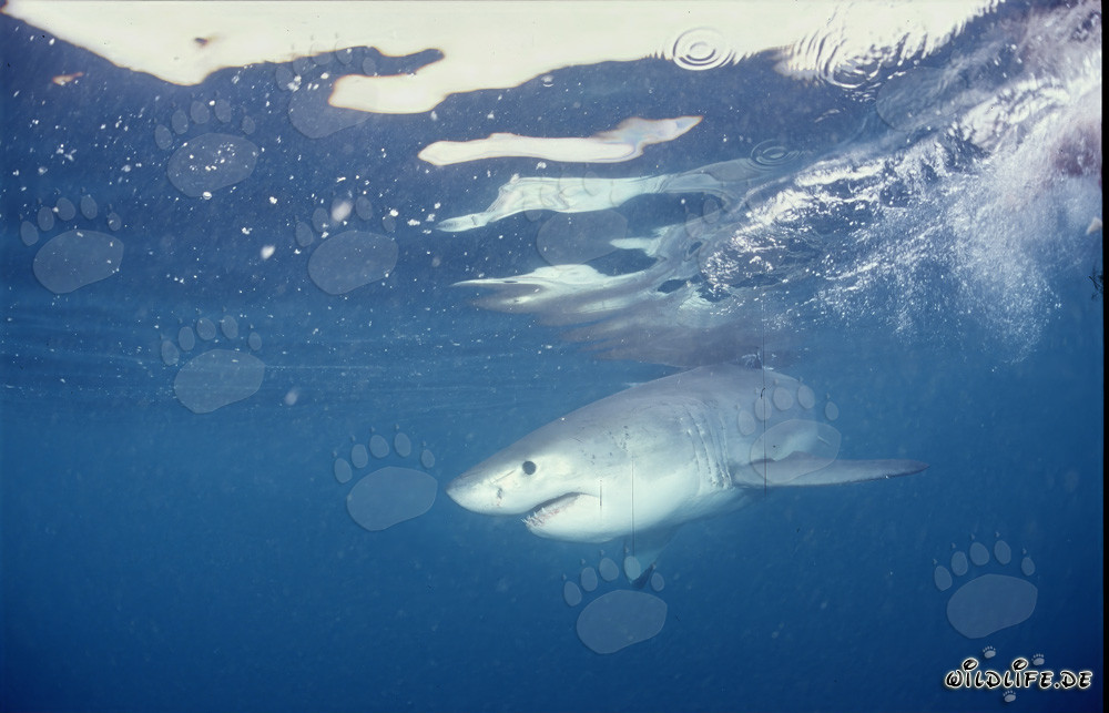 Bebé tiburón blanco en el agua iluminada frente a Gansbaai