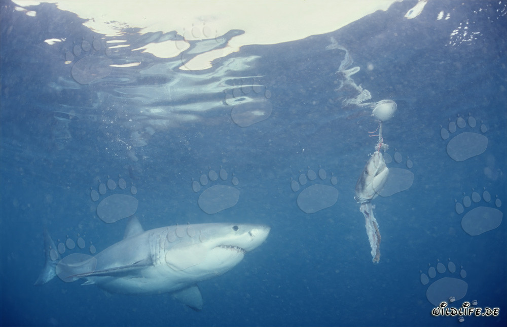 Fascinante Gran Tiburón Blanco frente al cebo de pescado