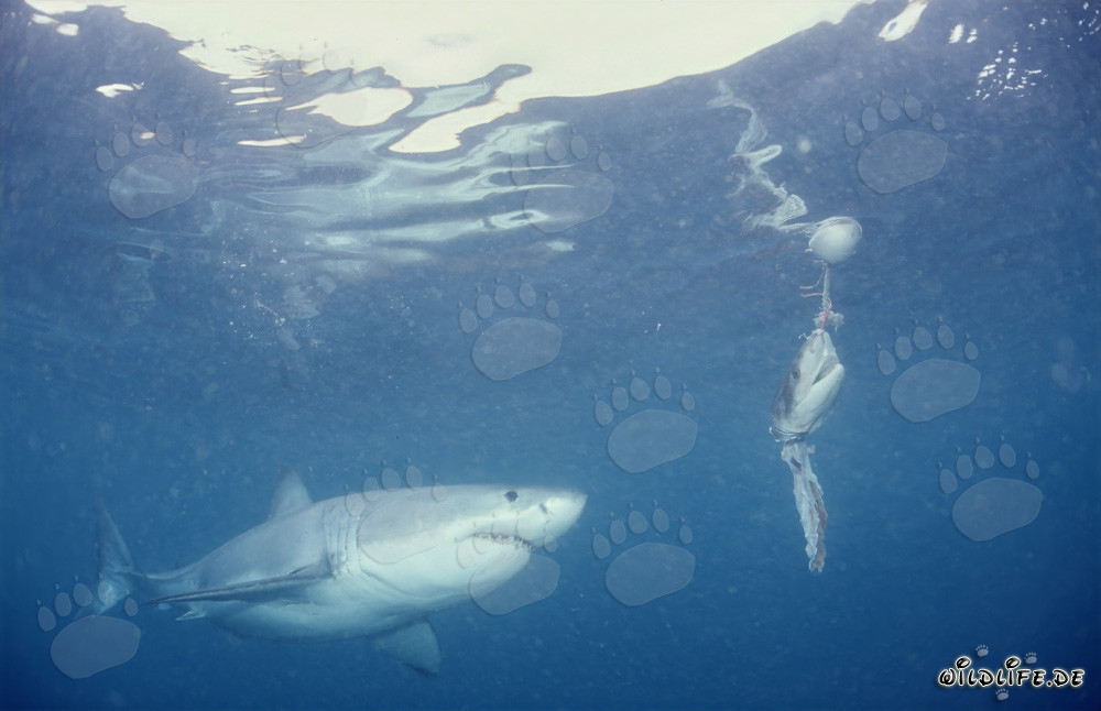 Fascinating Great White Shark in front of the Fish Bait