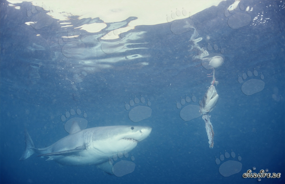 Affascinante Squalo Bianco di fronte all'esca per pesci