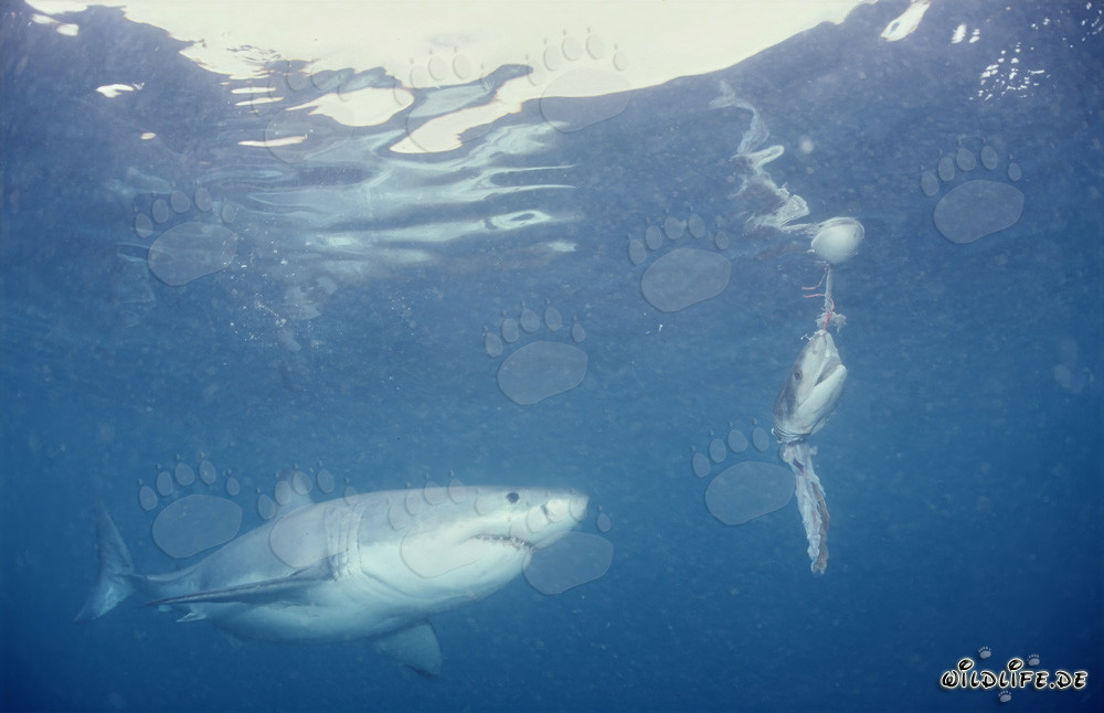 Faszinierender Weißer Hai vor dem Fischköder