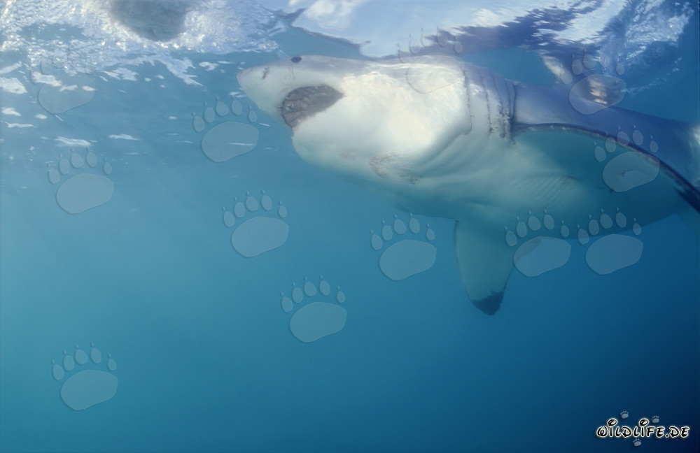 Impresionante Gran Tiburón Blanco cerca de Geyser Rock