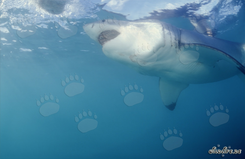 Impressive Great White Shark near Geyser Rock
