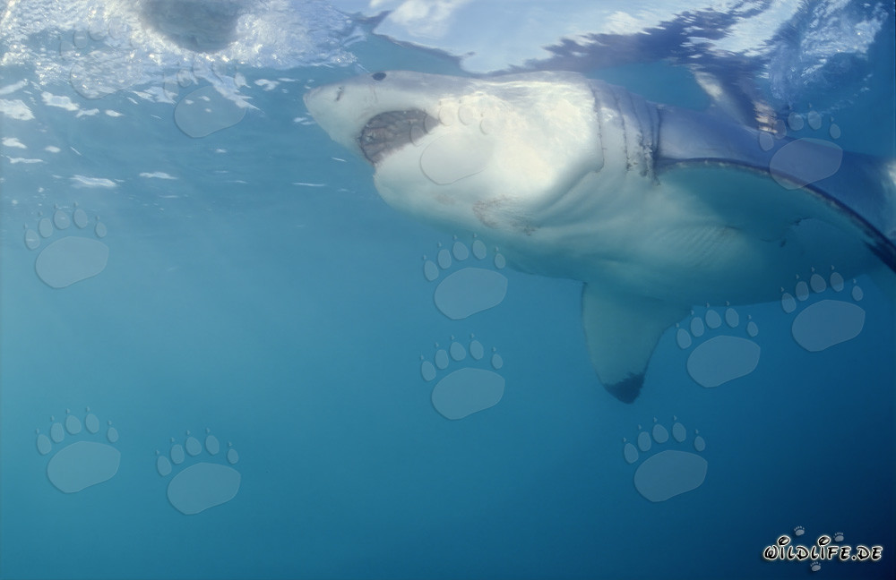 Impressionante Squalo Bianco vicino a Geyser Rock
