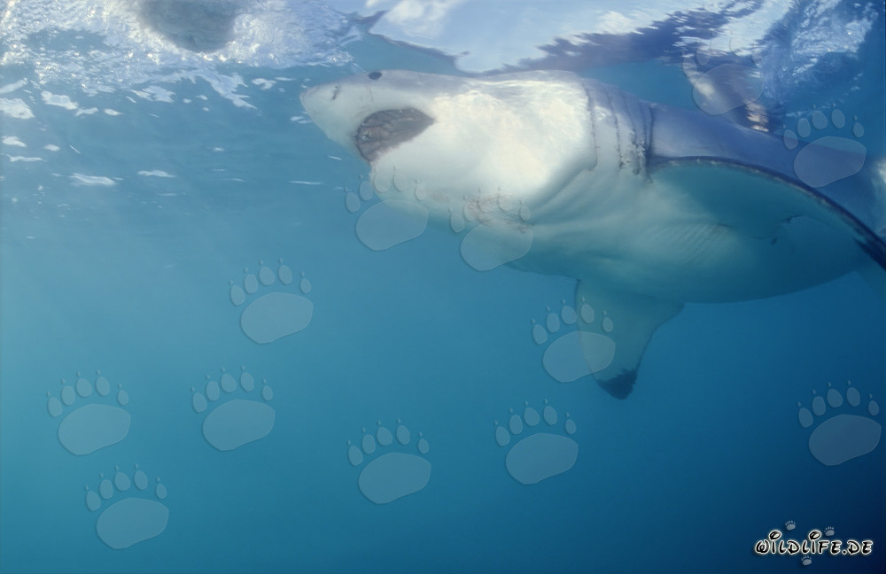 Beeindruckender Weißer Hai in der Nähe von Geyser Rock