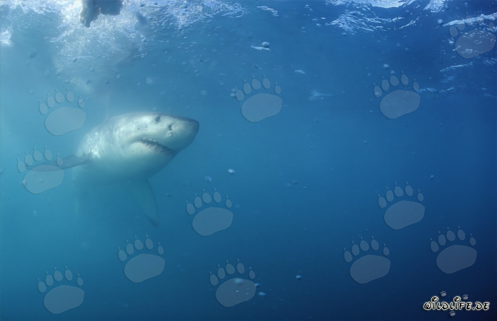Grand requin blanc majestueux au large de la côte sud-africaine