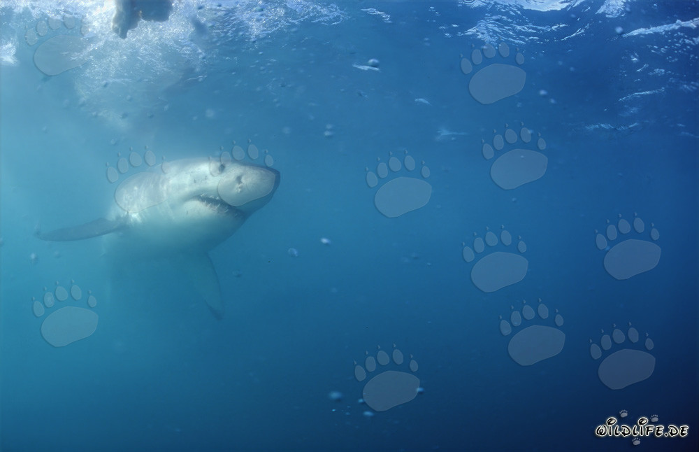 Majestic Great White Shark off the Coast of South Africa