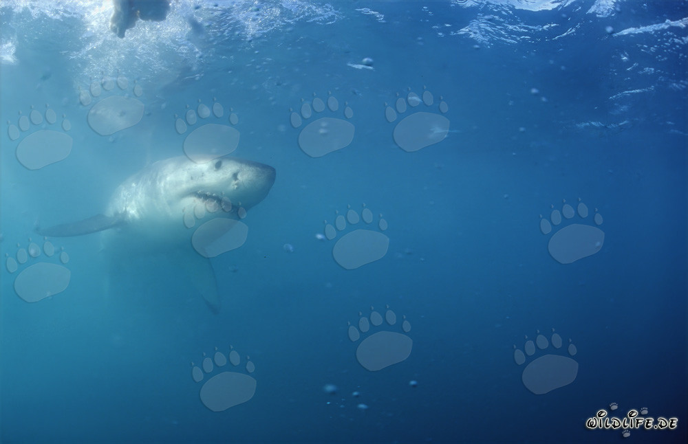 Majestoso squalo bianco al largo della costa sudafricana