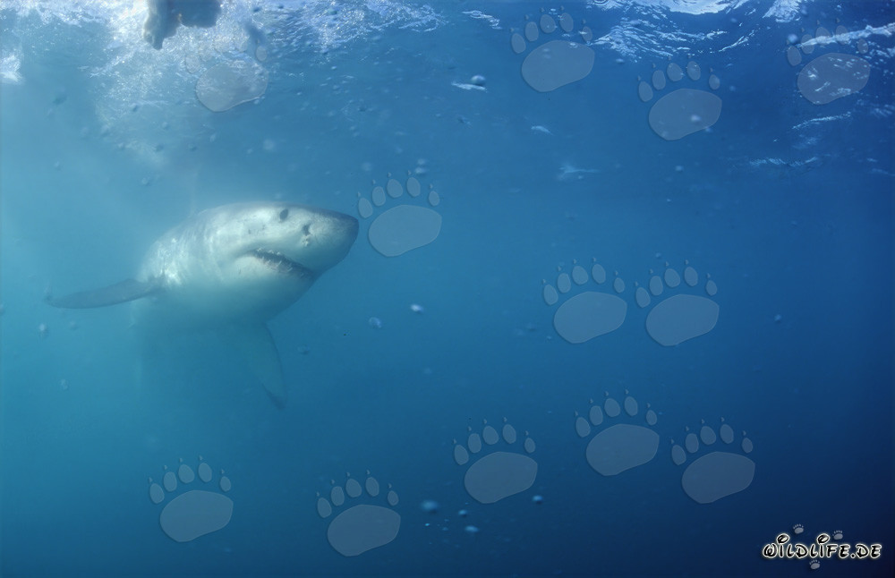 Majestuoso tiburón blanco frente a la costa de Sudáfrica