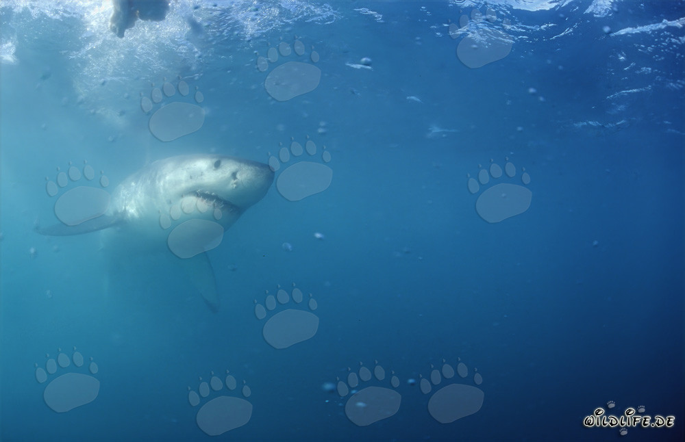 Majestätischer Weißer Hai vor der Küste Südafrikas