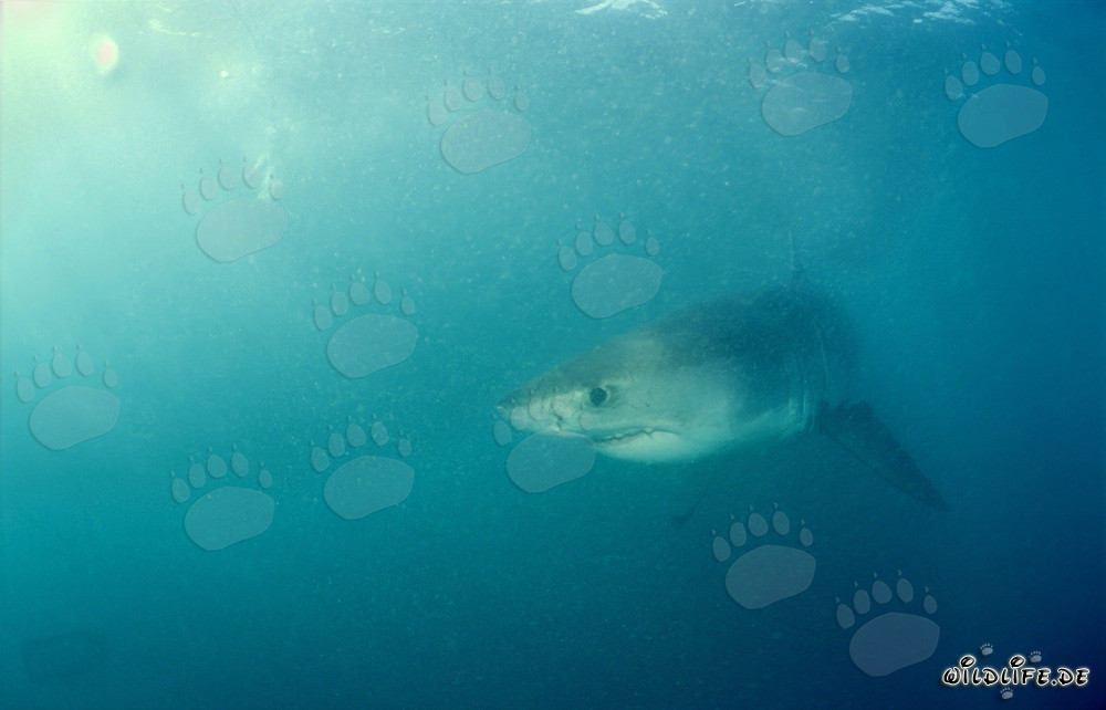 Baby Great White Shark explores the waters off Dyer Island