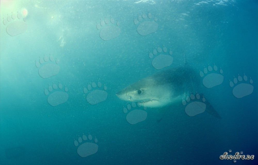 Jeune requin blanc explore les eaux devant l'île de Dyer