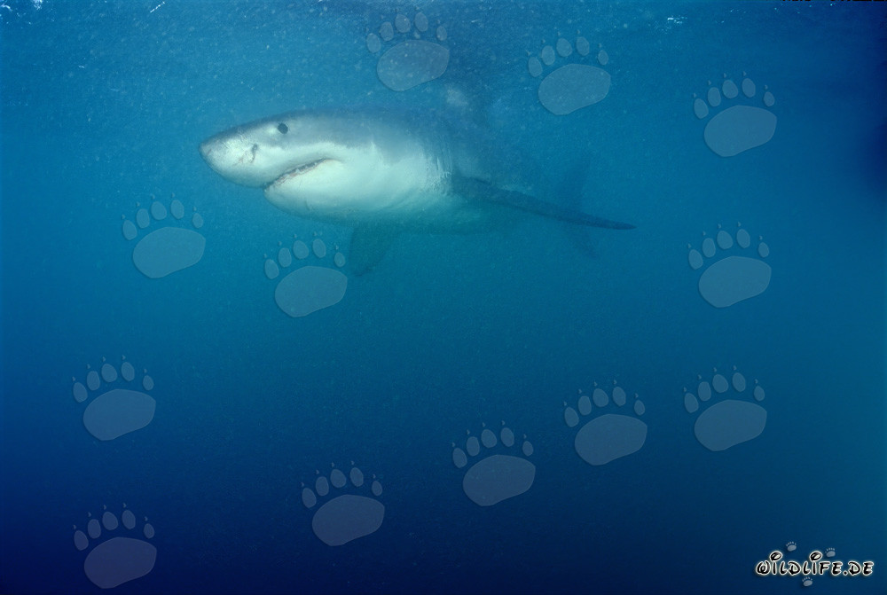 Fascinating Great White Shark near Geyser Rock and Dyer Island