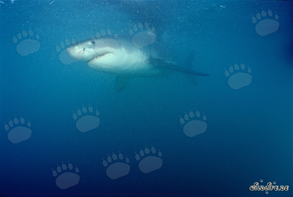 Requin blanc fascinant devant Geyser Rock et l'île de Dyer