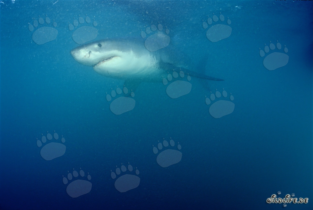 Affascinante Squalo Bianco davanti a Geyser Rock e Isola Dyer