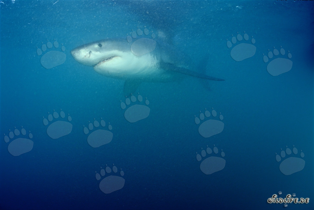 Tiburón blanco fascinante frente a Geyser Rock e Isla Dyer
