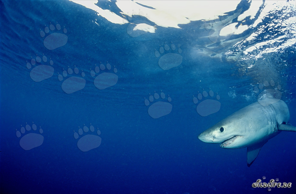 Baby Great White Shark searching for prey off the coast of Gansbaai