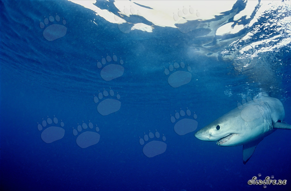 Jeune requin blanc à la recherche de nourriture au large de Gansbaai