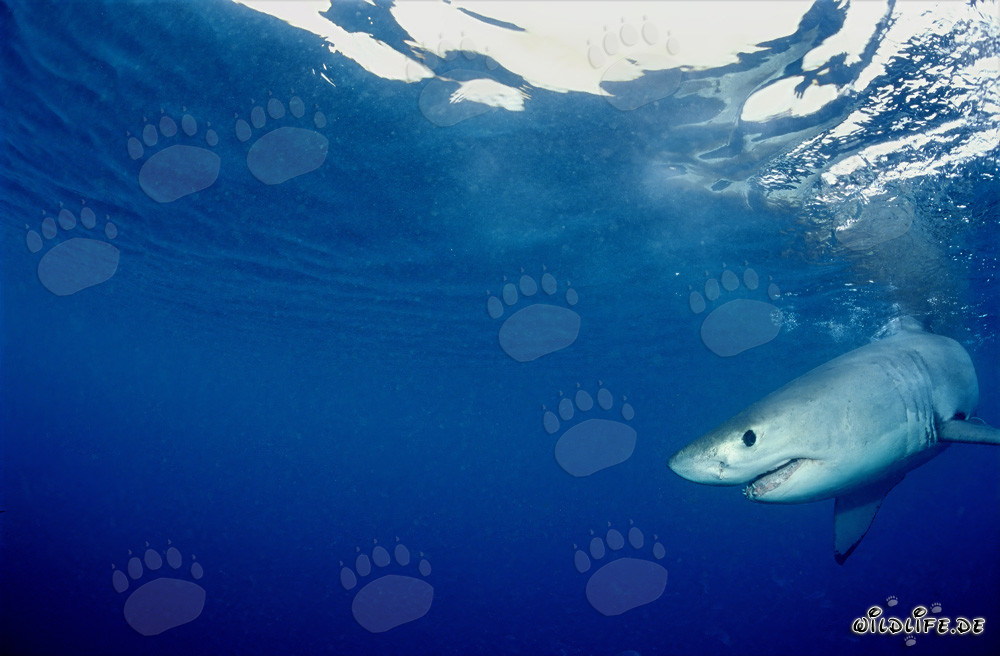 Tiburón blanco bebé en busca de alimentos frente a la costa de Gansbaai