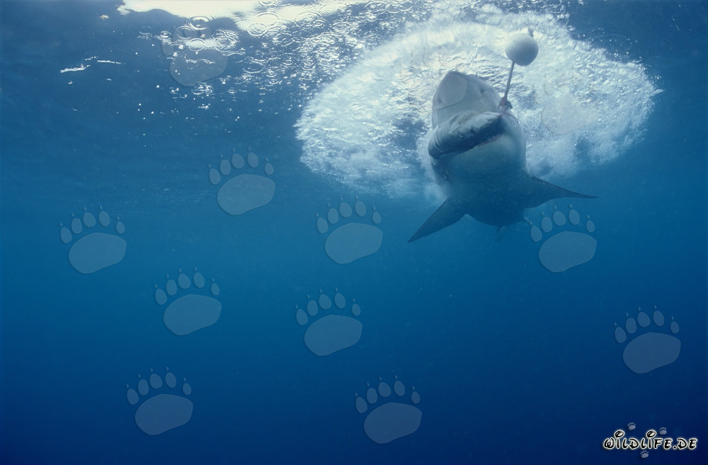 Gran tiburón blanco mordiendo el cebo para peces