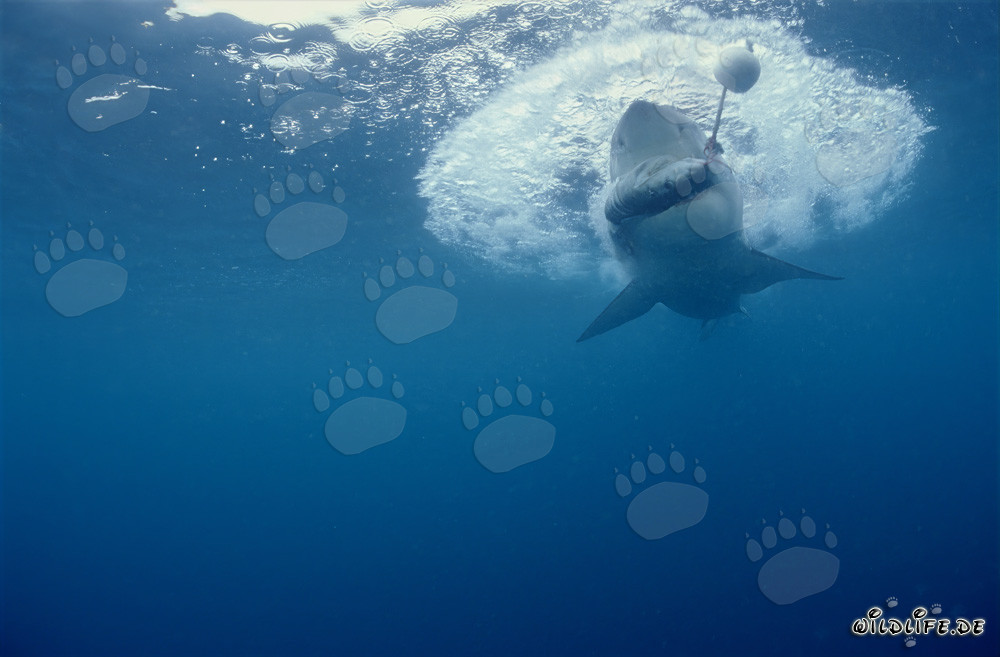 Grand requin blanc mordant à l'appât pour poissons