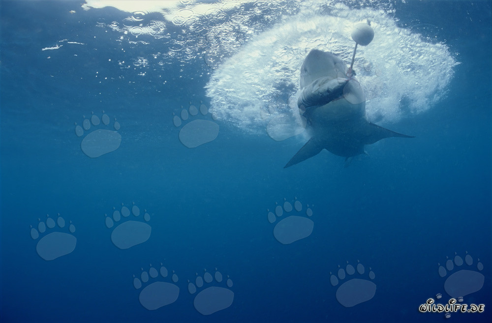 Grande squalo bianco che morde l'esca per pesci