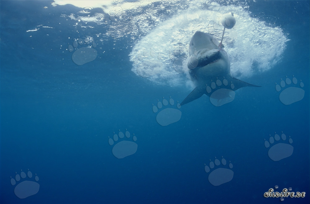 Great White Shark lunges for the fish bait