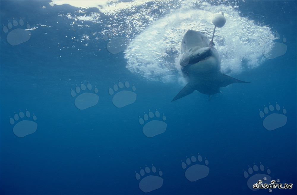 Großer Weißer Hai schnappt nach dem Fischköder