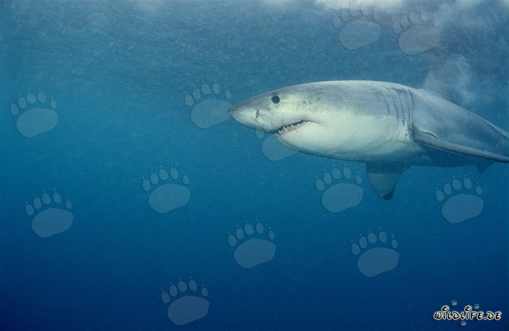 Gran Tiburón Blanco cazando focas frente a Geyser Rock, Sudáfrica