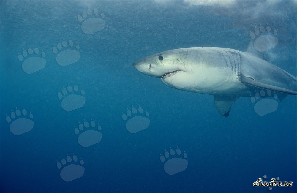 Grand Requin Blanc en chasse de phoques devant Geyser Rock, Afrique du Sud