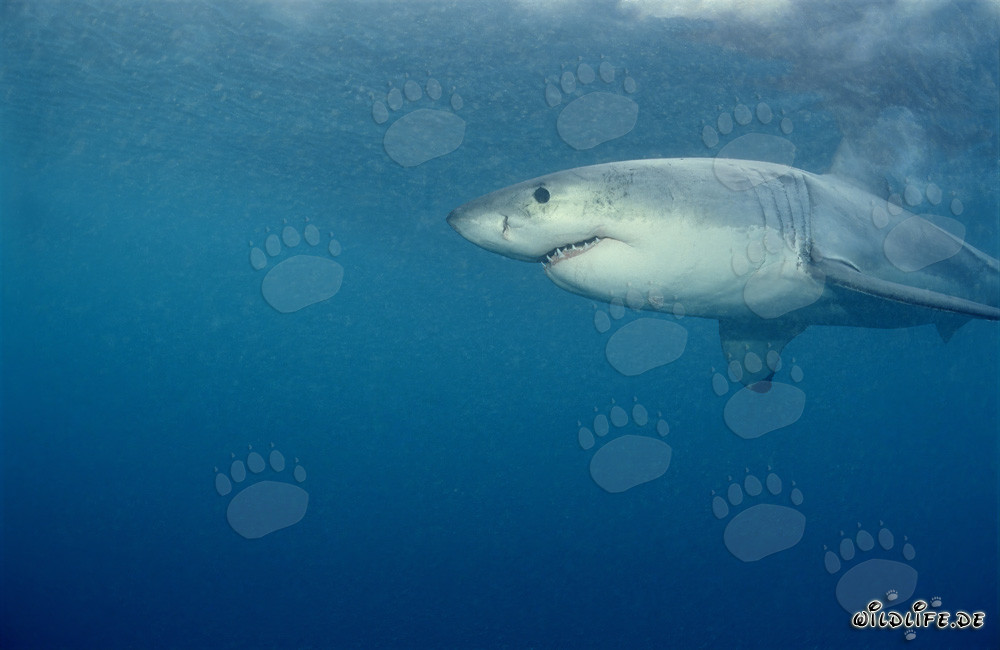 Grande Squalo Bianco in caccia di foche davanti a Geyser Rock, Sudafrica