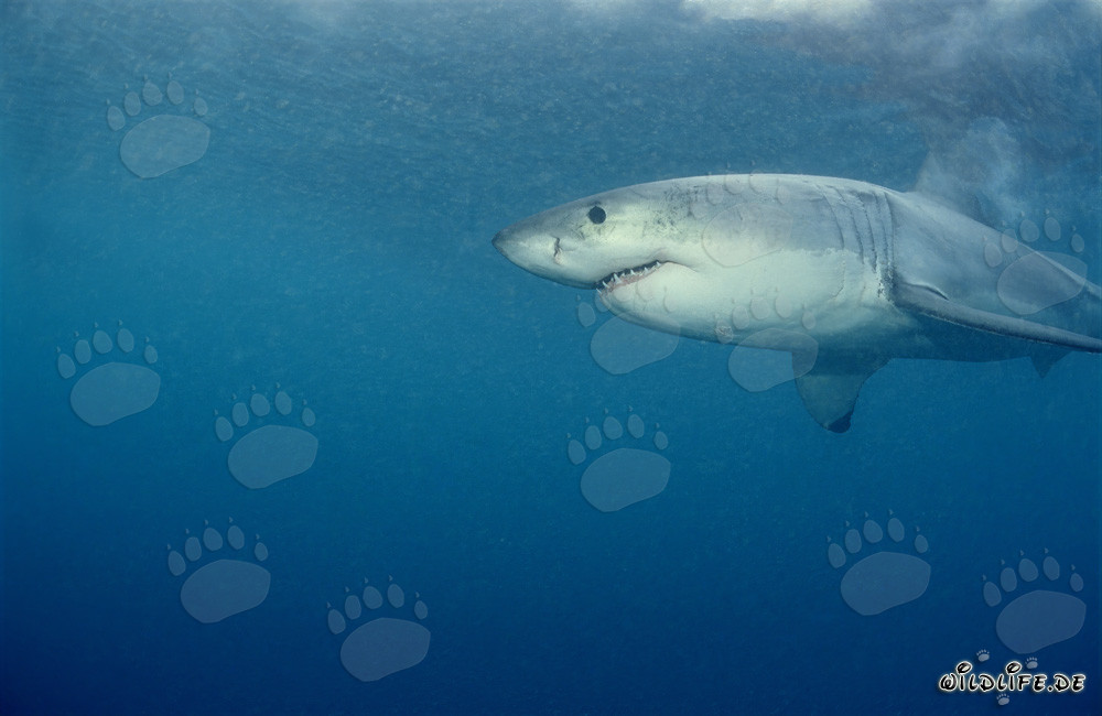 Great White Shark Hunting for Prey near Geyser Rock, South Africa
