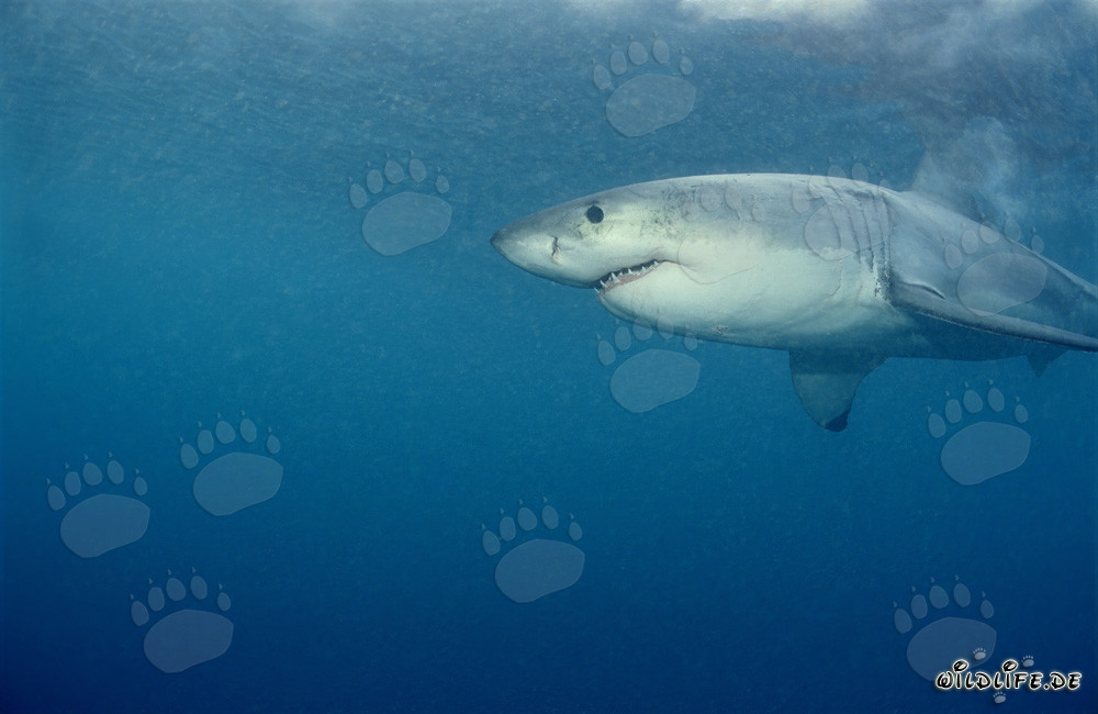 Großer Weißer Hai auf Robbenjagd vor Geyser Rock, Südafrika