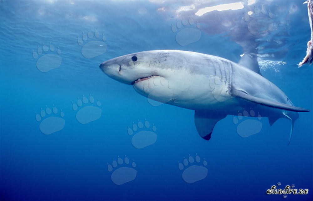 Grand requin blanc près de l'île de Dyer en Afrique du Sud
